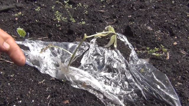 Помидоры побелели листья на оставшихся черенках 10 июня Помидоры высадка в открытом грунте рассада смотреть онлайн