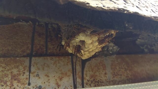 Осы делают улей. смотреть онлайн