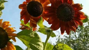 Красный подсолнух. Подсолнух.Цветы в моем саду. Мой сад.