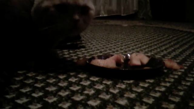 Кот который ест хурму смотреть онлайн