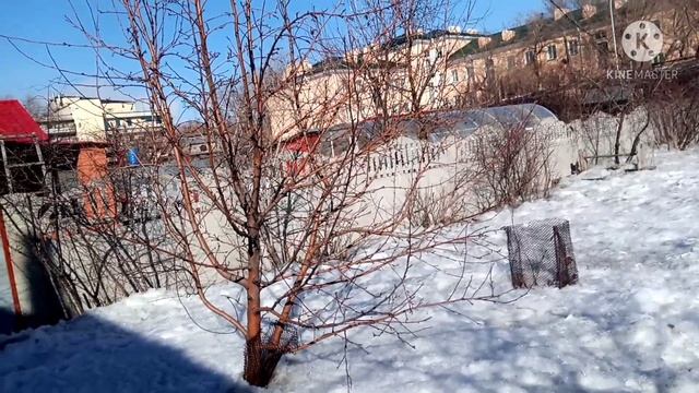 НЕМЕЦКАЯ ОВЧАРКА. КОРМЛЕНИЕ СУХИМ КОРМОМ. смотреть онлайн