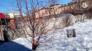 НЕМЕЦКАЯ ОВЧАРКА. КОРМЛЕНИЕ СУХИМ КОРМОМ.