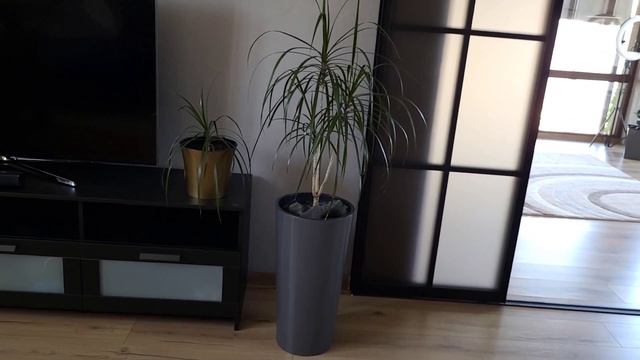 Результат формирования кроны Драцены Маргината. Уход (полив, подкормки)