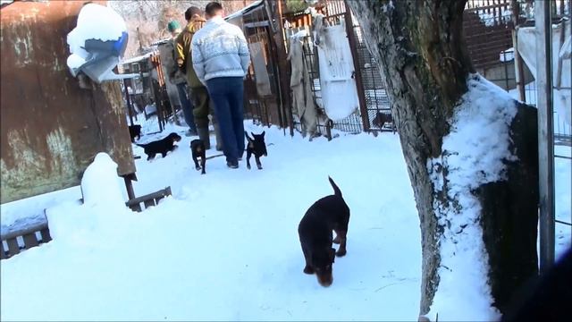 ягдтерьеры г.ЛИПЕЦК 2014 г. смотреть онлайн