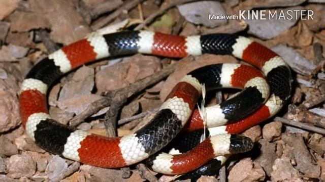 25 самых опасных ЗМЕЙ НА ПЛАНЕТЕ.