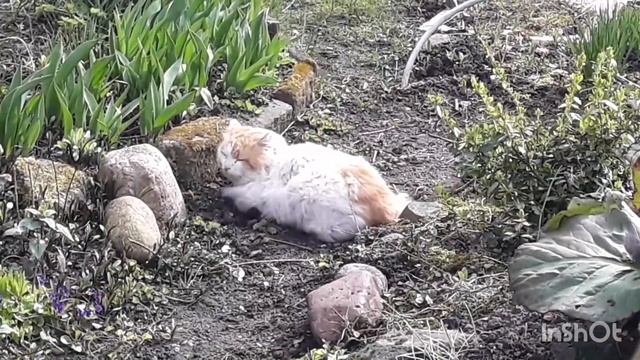 Какой зверёк живёт на моей даче уже 40 лет ? смотреть онлайн