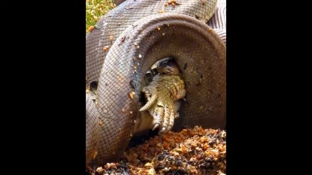 Схватка питона с крокодилом в Австралии штат Квинсленд смотреть онлайн