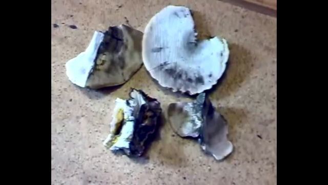 Как вырастить грибы в доме... смотреть онлайн