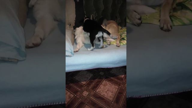 Максимка. Миша и Багира. Через неделю Миши и Багире будет 2 месяца. 😍 смотреть онлайн