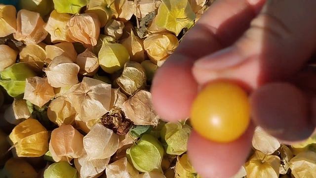 Собираю фруктовый физалис. Будет джем😋 Пробовали? 🙂 #живунаселе , #огород , #заготовки смотреть онлайн
