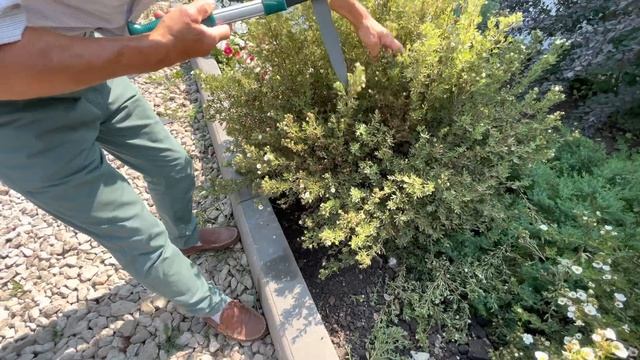 Обрезка лапчатки 21 смотреть онлайн