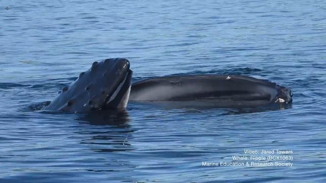 Snippet: New humpback whale fishing tactic—pretending to be a pond смотреть онлайн