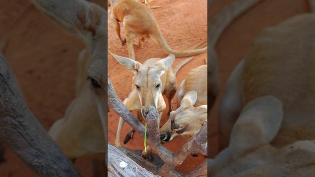 кенгуру едят траву в сафари парке бангкока смотреть онлайн