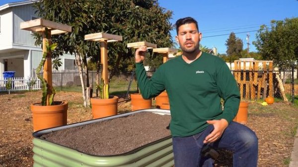 Growing Strawberries (Part 1): Planting Bare Root Strawberries, Sun, and Soil