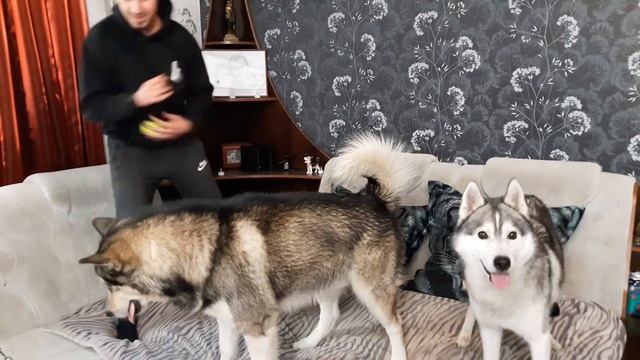 Обман для собак! НОВАЯ ИГРА. Развод для хаски и маламута смотреть онлайн