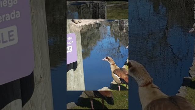 Zoo Aquarium Madrid Spain 2020 смотреть онлайн
