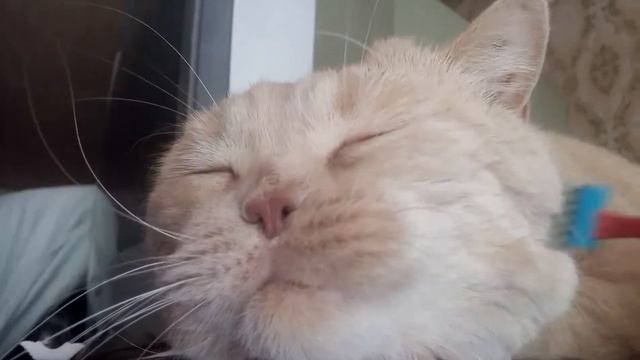 Утренние spa процедуры для кота. Morning spa for a cat смотреть онлайн
