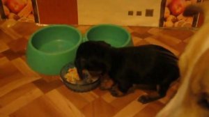 кормление щенка таксы