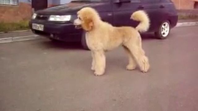 Жером Золотое Сияние - большой пудель абрикос смотреть онлайн