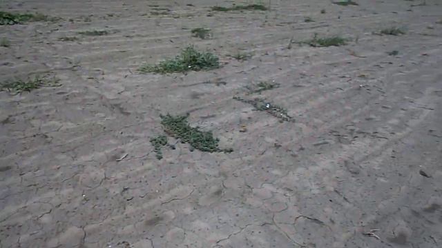 Павловния интересные моменты смотреть онлайн