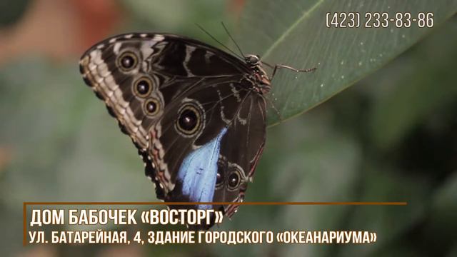 ПРИМ24: Дом бабочек Восторг (ПРИМ 24 Владивосток) смотреть онлайн