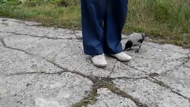 Очень наглая ворона смотреть онлайн