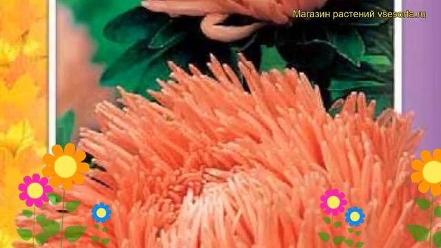 Астра коготковая Шиншилла. Краткий обзор, описание характеристик, где купить семена Shinshilla смотреть онлайн