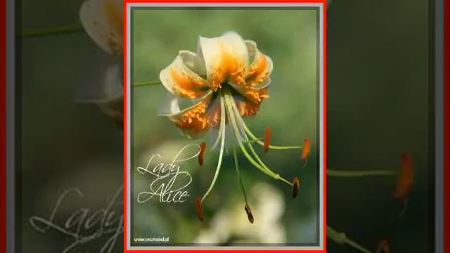 Lilia OT Lady Alice - DRZEWIASTA 312 смотреть онлайн