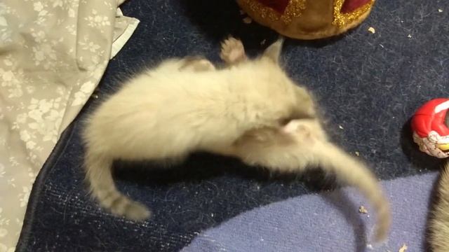 МЯУКАНЬЕ КОТЯТ 2 котята мяукают и играют смотреть онлайн