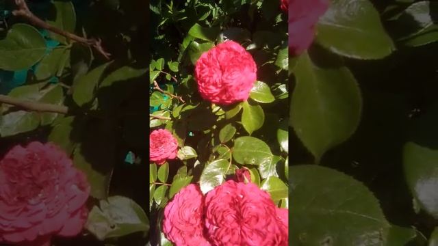 Роза флорибунда Помпонелла смотреть онлайн