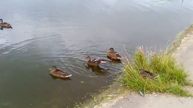 Дикие утки смотреть онлайн