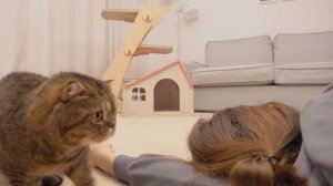 Cats vs Fake Death | Kittisaurus