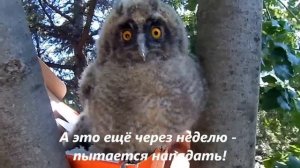 Ушастая сова: как вырос наш совенок
