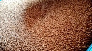 Хранение зерна зимой.