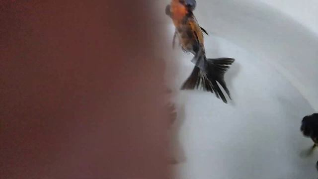 Телескоп ситцевый бабочка смотреть онлайн