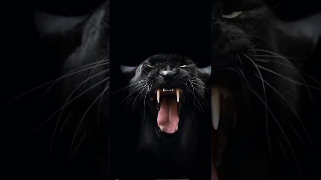 ХИЩНИКИ МИР ДИКИХ ЖИВОТНЫХ смотреть онлайн