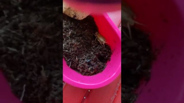 Домовой сверчок размножение смотреть онлайн