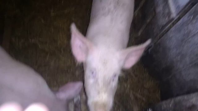 Выбрал петушков брату!!! смотреть онлайн