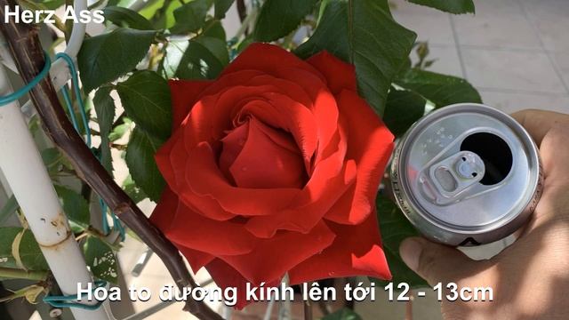 Hoa hồng Đức: Herz Ass Rose tuyệt đẹp 「ヘルツアスばら」 смотреть онлайн