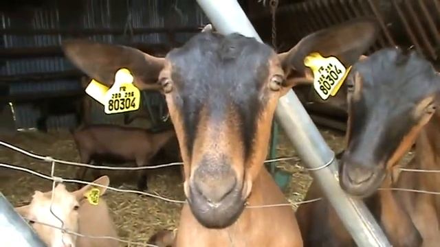 Chèvres De Chavignol