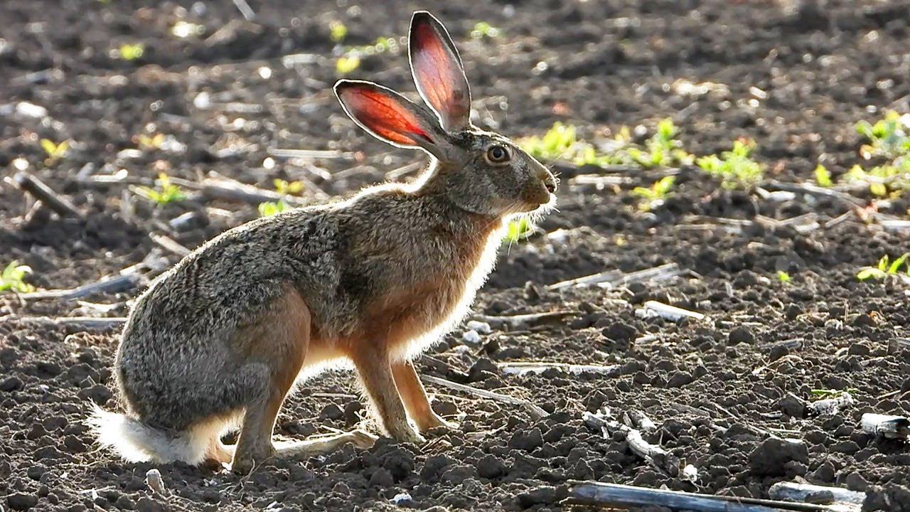 Заяц-русак в контровом свете / Hare in backlight смотреть онлайн