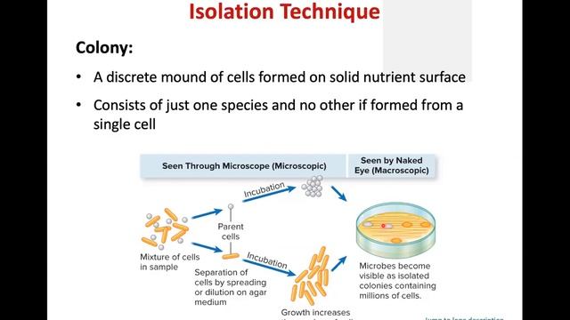 Chapter 3 -- Tools of Microbiology смотреть онлайн