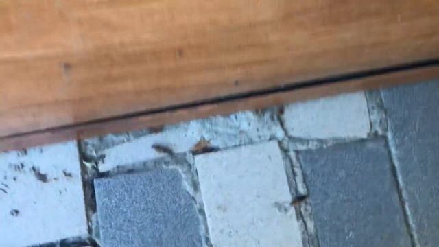 Проверенный способ избавиться от двухвосток смотреть онлайн