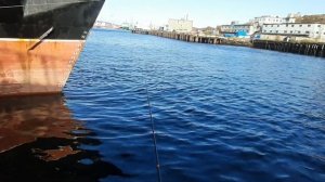 Рыбалка в Мурманске. Порт, причал номер 1.