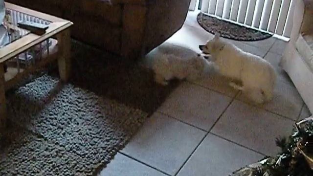 Maltipoo && American Husky get Crazy on New Years! смотреть онлайн