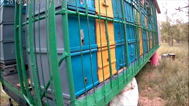 Бакфаст на карпатку.Маток приняли.Идёт взяток с разнотравия.Расширяем пасеку.Качаем акацию. смотреть онлайн