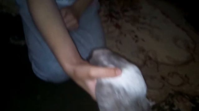 Как правильно брать морскую свинку смотреть онлайн