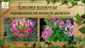 Клеома колючая выращивание из семян, неприхотливый эффектный однолетник для сада