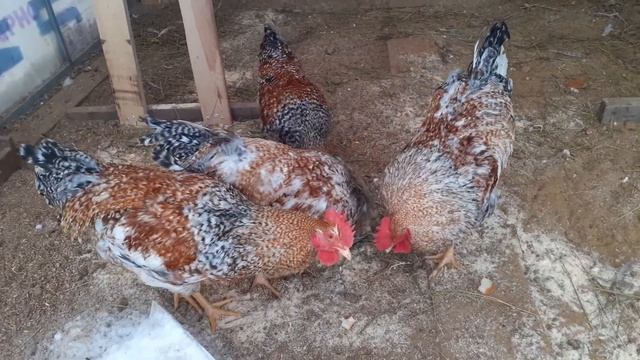 Билефельдер, породистые петушки смотреть онлайн