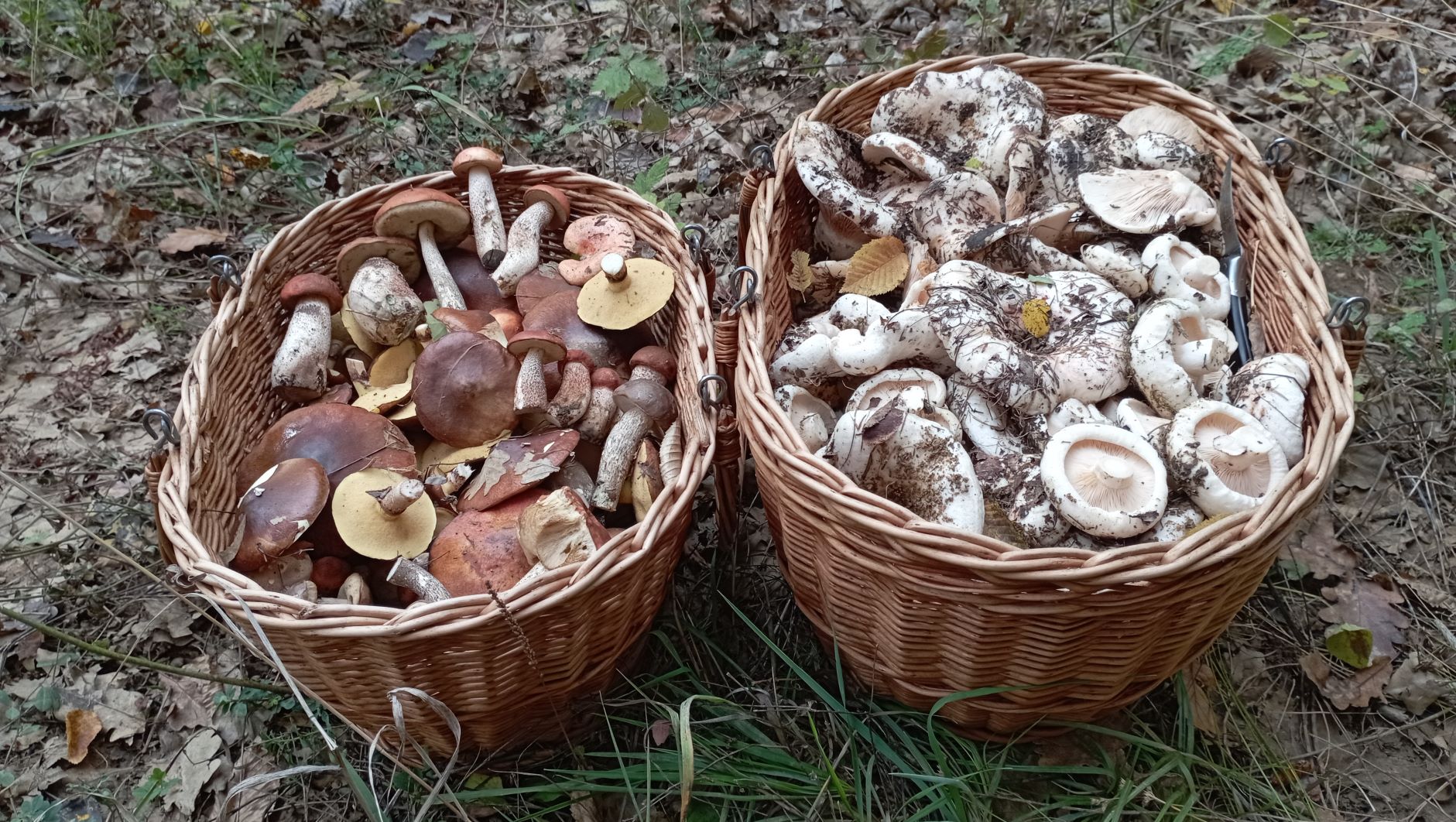 ГРУЗДИ, ЦЕЗАРИ, ПОДОСИНОВИКИ, МАСЛЯТА, РЫЖИКИ! По грибы 23 октября 2022 года. смотреть онлайн